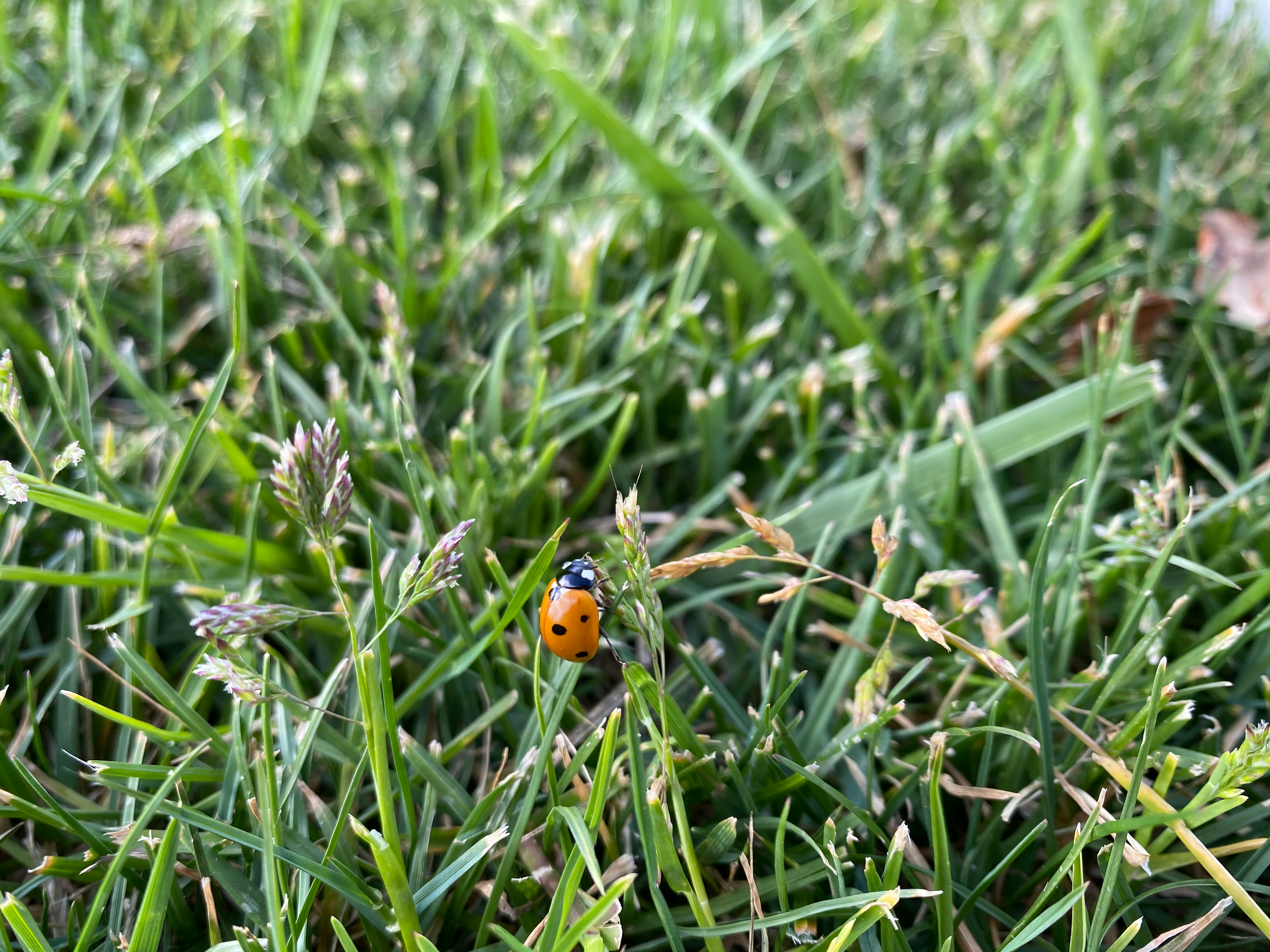 orange ladybug on green grass during daytime